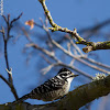 Female Nuttall's Woodpecker