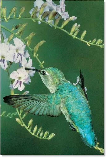 bee hummingbird bee hummingbird