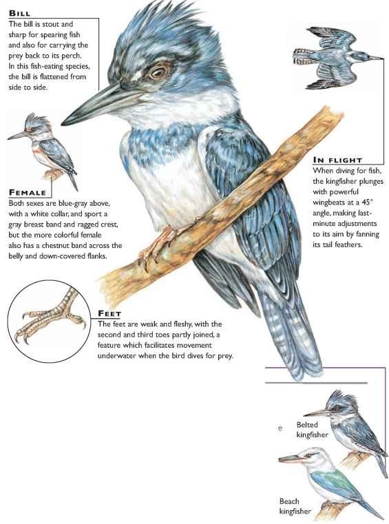 Belted Kingfisher (Birds)