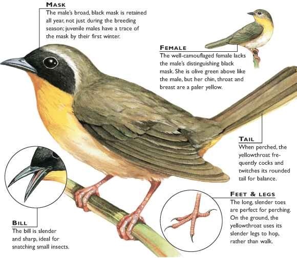 Common Yellow throat (Birds)