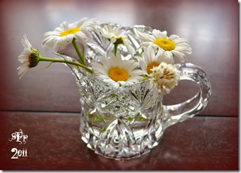 daisies in a creamer cup