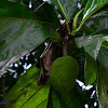 Bread Fruit