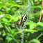 Black and yellow argiope