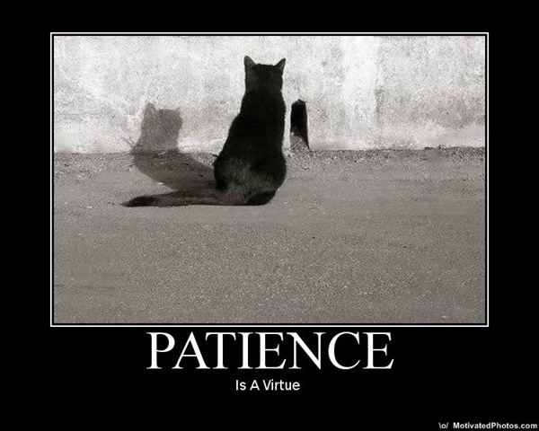 [Patience - cat[3].jpg]