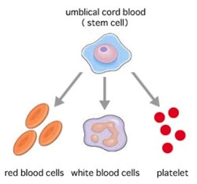 [StemCells-umbilical cord blood[2].jpg]