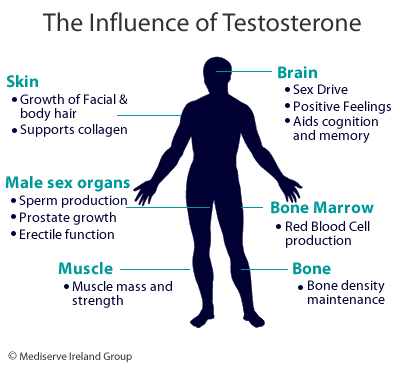 [testosterone_influence[3].gif]