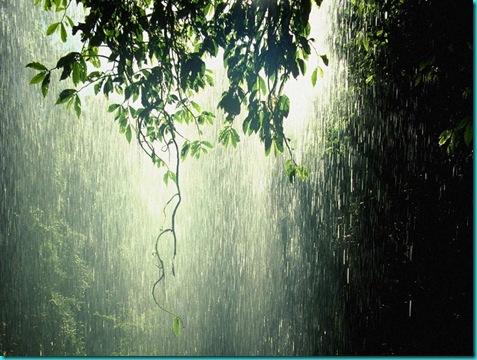 rain_forest_tropic