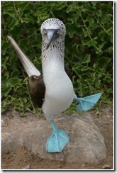 blue footed booby2