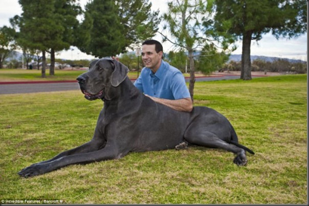 Jorge o maior cão do mundo (2)