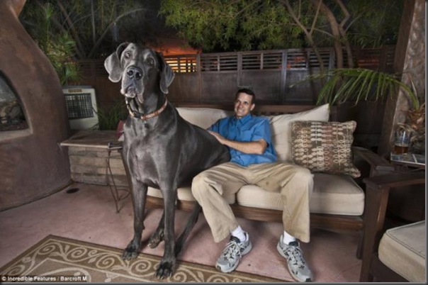 Jorge o maior cão do mundo