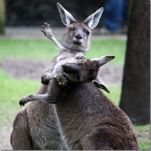 As melhores fotos de animais de 2010 (5)