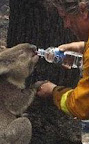 Rescued Koala Bears