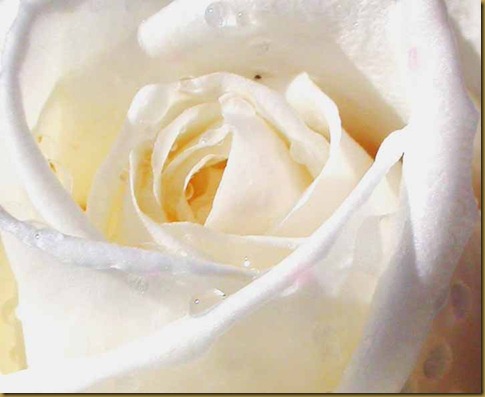 white-rose-picture