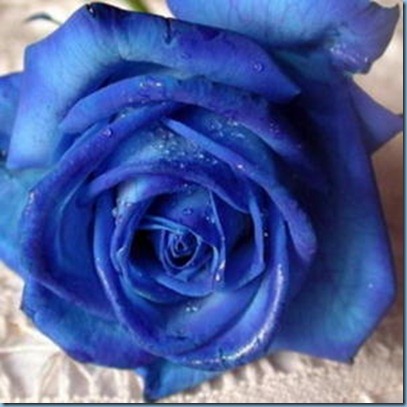 rose-bleue-2