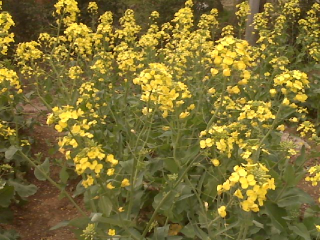 pic00082.jpg