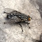 Red-tailed Flesh Fly