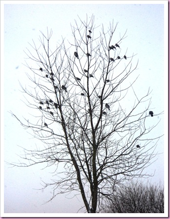 birds in the tree