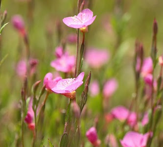 すべての美しい花の画像 桜 は何科 アカバナ科