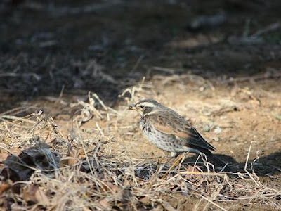 ツグミ 禁鳥 373424-ツグミ 禁鳥 理由