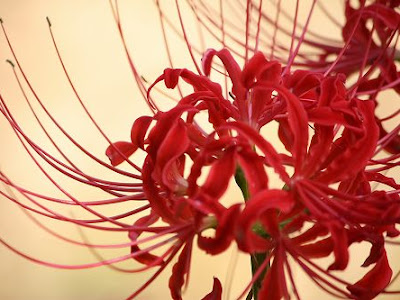[最も欲しかった] 天真 爛�� 花 言葉 382021-天真爛漫 花言葉