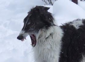 barzoi_doxa.jpg