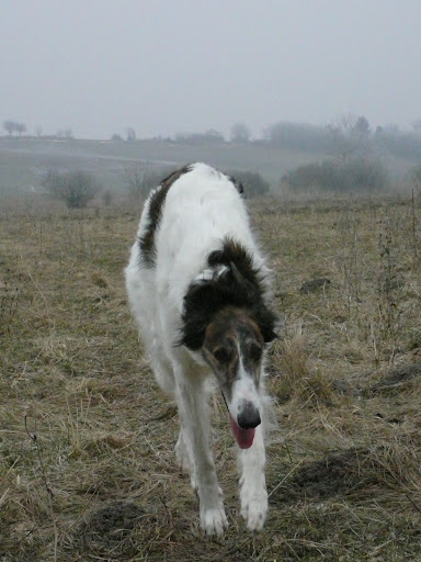 brandy%20052.JPG