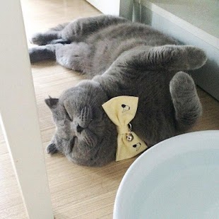 Free Daily Cat Pictures APK for Android