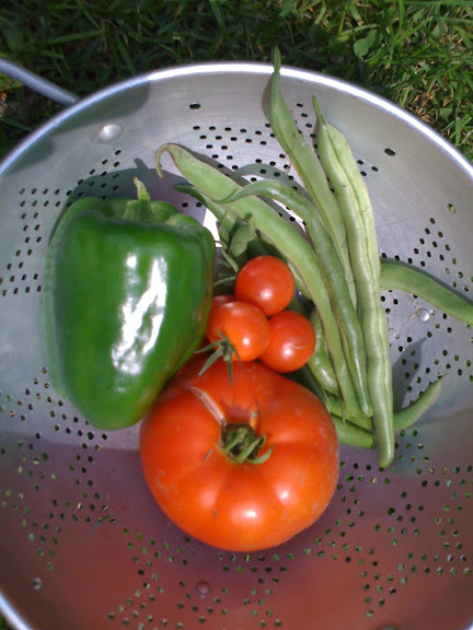 Home grown tomatoes, pepper, and green beans