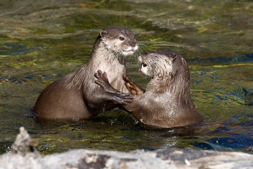 otters+playing.jpg