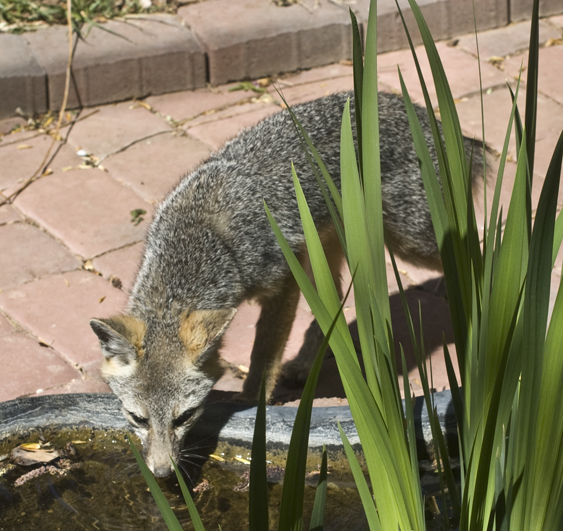 DSC_2978 desert fox drinking out of our water lily pond en az.jpg