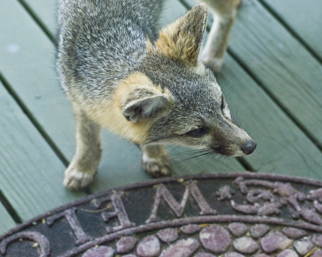 DSC_2995 desert fox at our back door en az.jpg