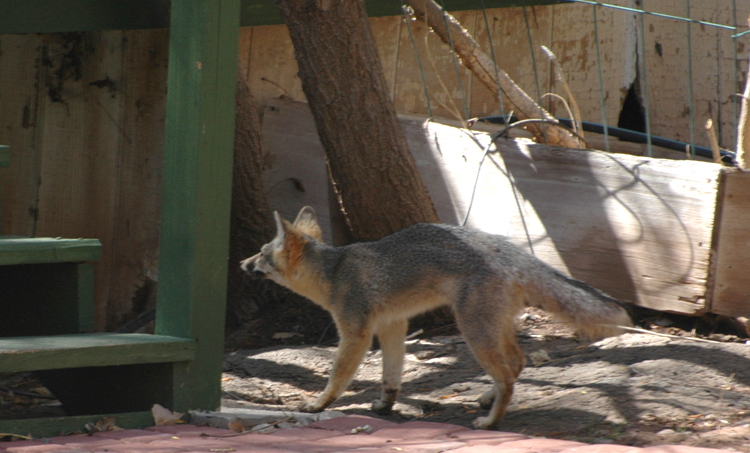 DSC_2932 grey desert fox going under sundeck of trailer to look for food en az.jpg