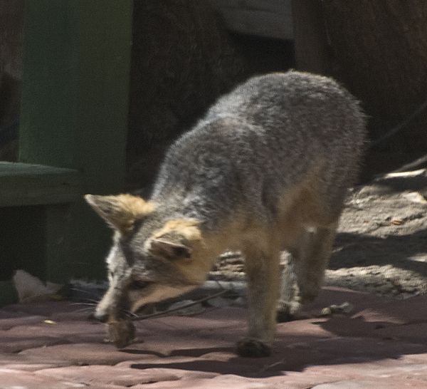 DSC_2933 grey desert fox finds a mouse to eat from beneath the sundeck en az.jpg