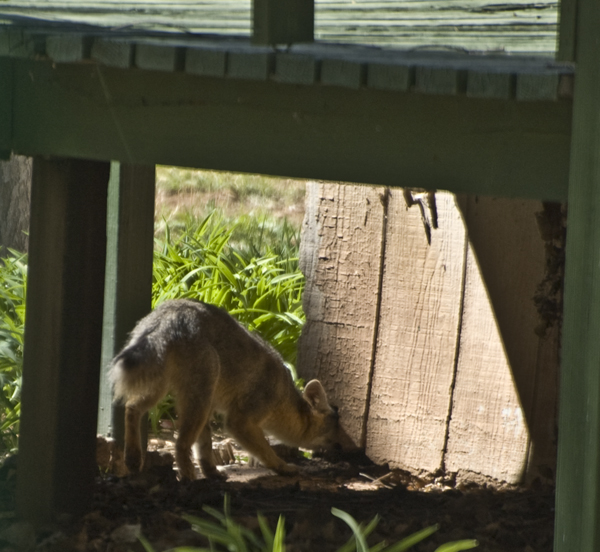 DSC_2948 desert fox going in small hole in skirt of mobile home to go under it en az.jpg