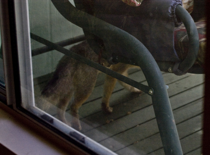 DSC_2997 gray fox behind rocker on sundeck en az.jpg