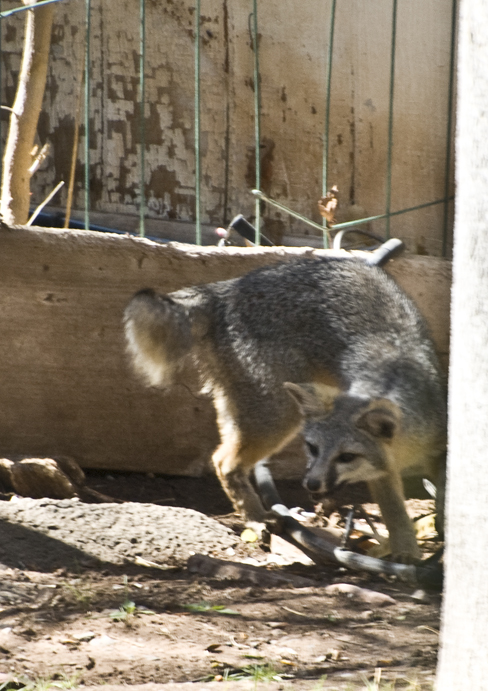 DSC_2928 desert fox after a bug near trailer en az.jpg