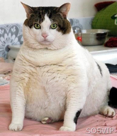 [Animais Obesos - Fat Animals (385 x 450)[4].jpg]