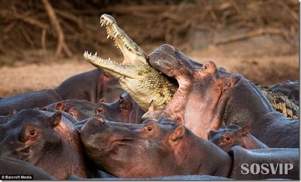 hippo-attacked-the-crocodile Crocodilo atacado Hipopótamo.jpg (2)