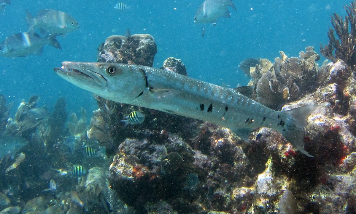 Grate Barracuda
