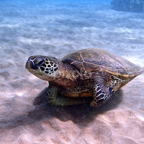 Honu by Tatiana Gonnason - Animals Sea Creatures
