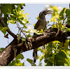 Indian Grey Hornbill