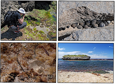 Rottnest Island: Life on the limestone reefs: fremantlebiz — LiveJournal