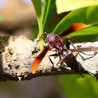 Brown Paper Wasp