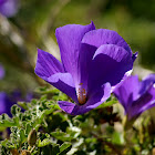 Blue hibiscus