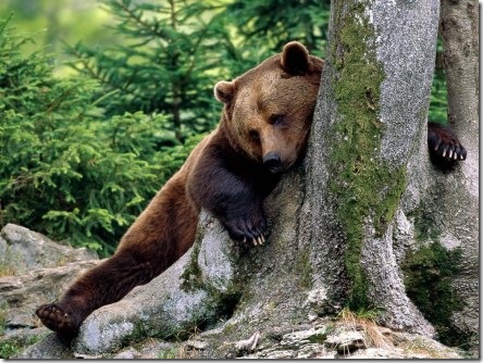 bear at rest