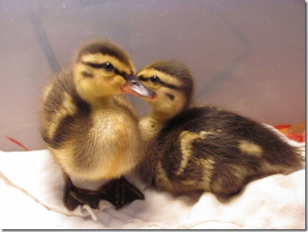 new ducklings