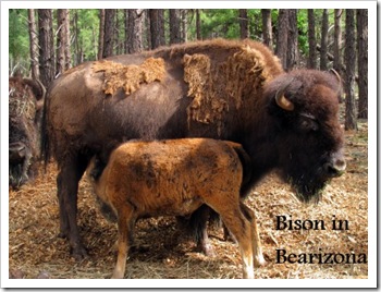 bison mom and baby