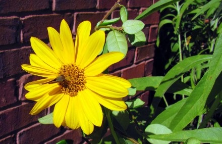 [sunflower[3].jpg]