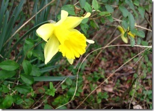 daffodils_outside