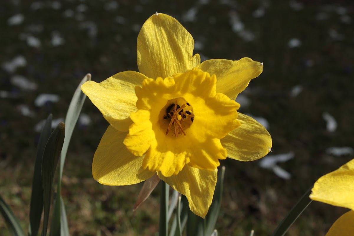 Lent lily, Wild daffodil